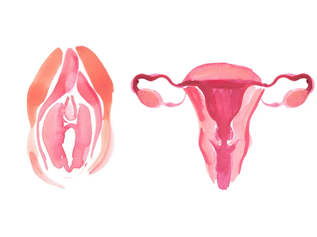 Carmen Lorenzana – Vulva and vagina Carmen Lorenzana - Vulva and vagina