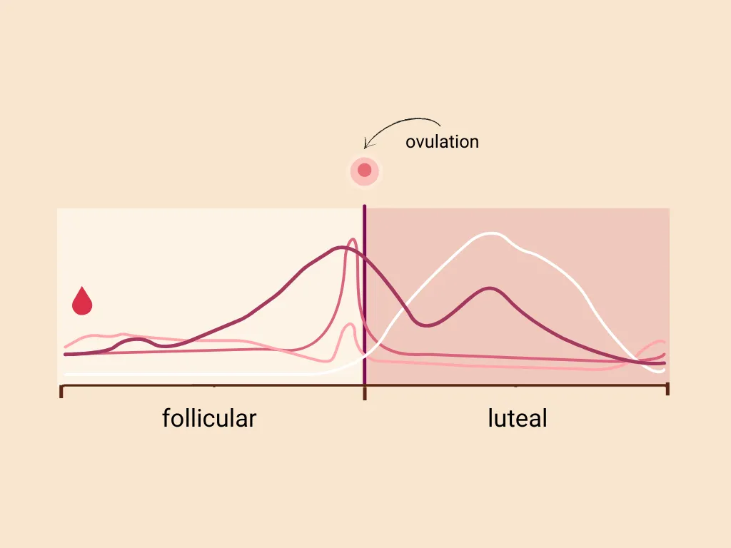 a chart showing the four main hormones involved in the menstrual cycle. The follicular and luteal phases are marked in a different color