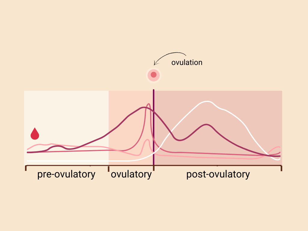 a chart showing the four main hormones involved in the menstrual cycle. The pre-ovulatory, ovulatory and post-ovulatory phases are marked in a different color