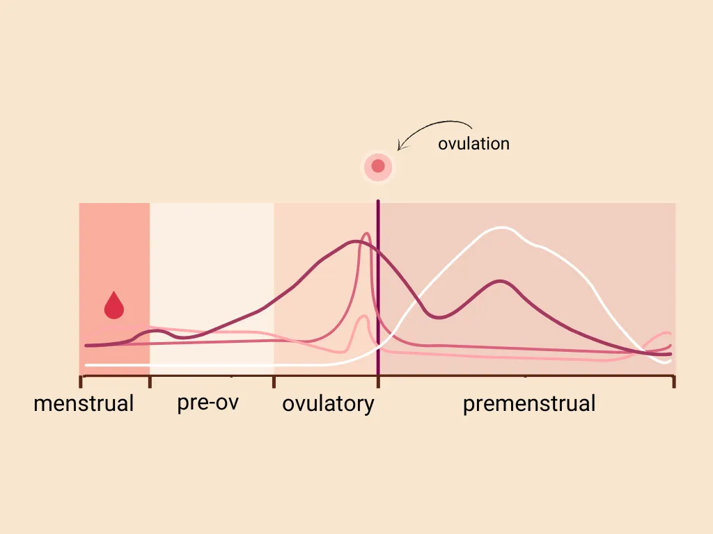 Carmen Lorenzana – How many phases does the menstrual cycle have a chart showing the four main hormones involved in the menstrual cycle. The menstrual, pre-ovulatory, ovulatory and premenstrual phases are marked in a different color
