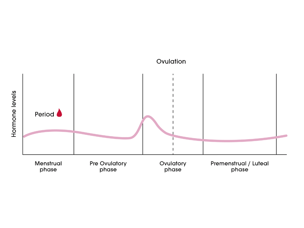 Carmen Lorenzana – Key hormones in the menstrual cycle Carmen Lorenzana - Key hormones in the menstrual cycle