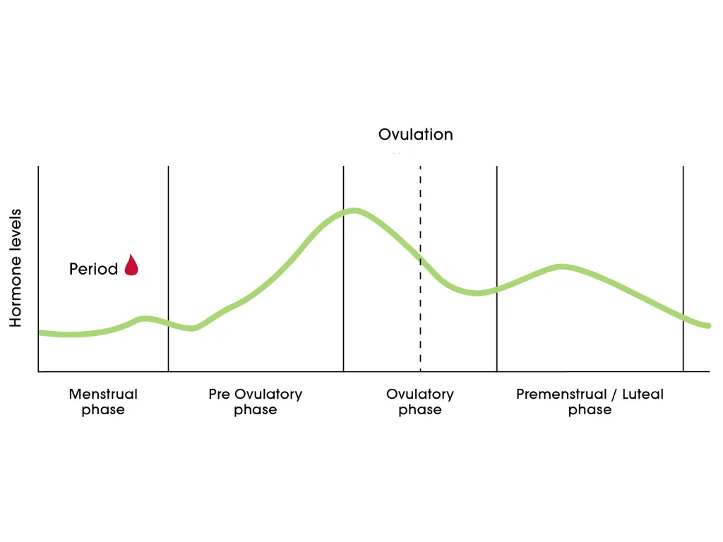 Carmen Lorenzana – Key hormones in the menstrual cycle Carmen Lorenzana - Key hormones in the menstrual cycle