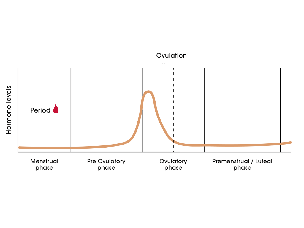 Carmen Lorenzana – Key hormones in the menstrual cycle Carmen Lorenzana - Key hormones in the menstrual cycle