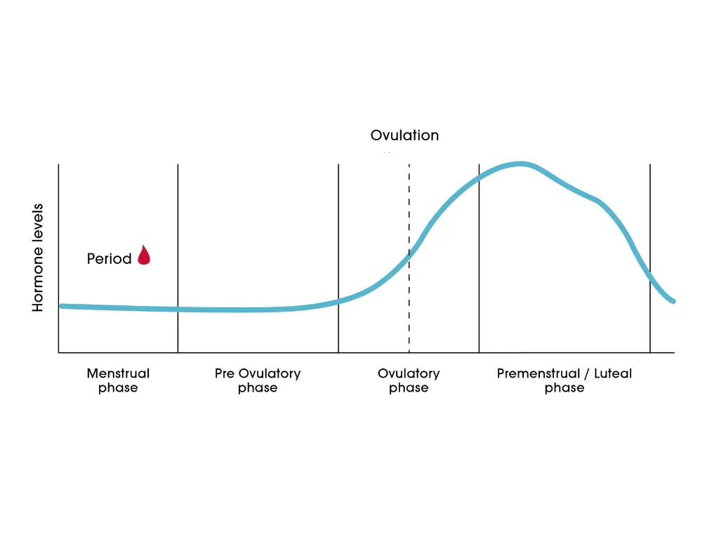 Carmen Lorenzana – Key hormones in the menstrual cycle Carmen Lorenzana - Key hormones in the menstrual cycle