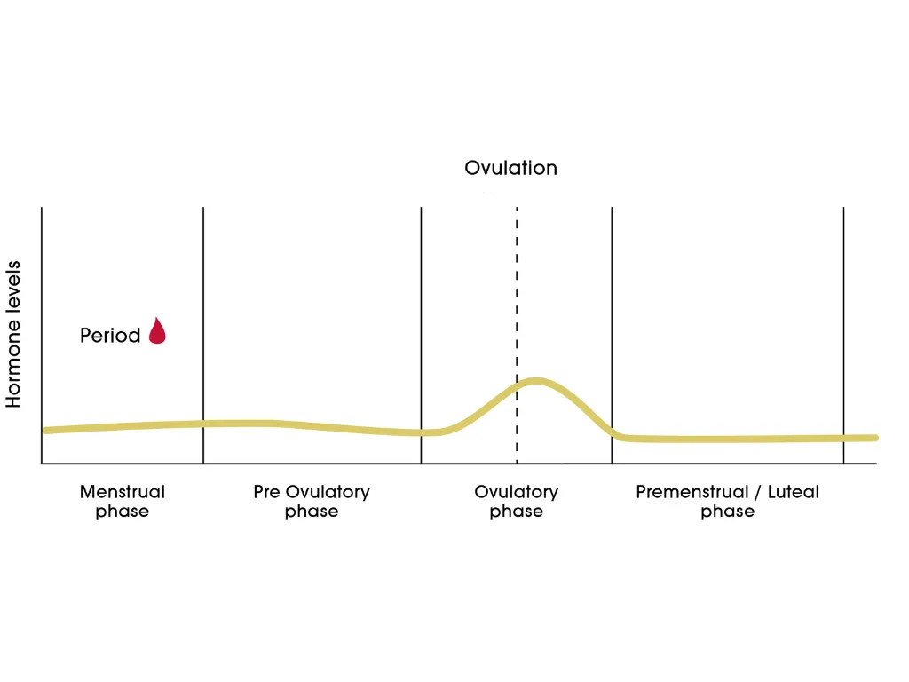 Carmen Lorenzana – Key hormones in the menstrual cycle Carmen Lorenzana - Key hormones in the menstrual cycle